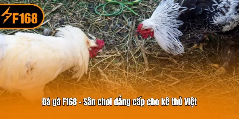 Đá gà F168 - Sân chơi đẳng cấp cho kê thủ Việt